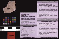 Foto (Objekt + Etiketten) von Ululapagurus oroszyi (Fraaije et al., 2019) (NHMW-GEO-1990-0041-0194)